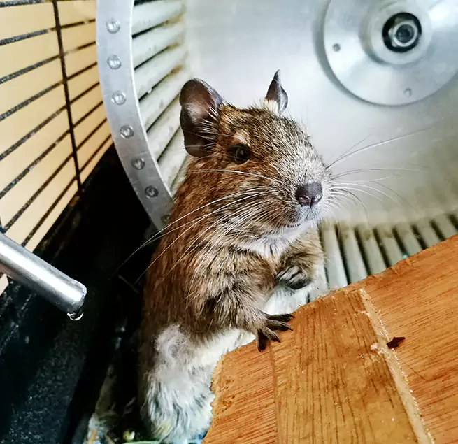 Why Homeowners & Businesses Trust Us Pekin, IL